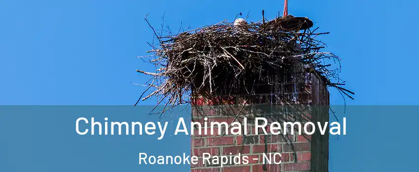  Chimney Animal Removal Roanoke Rapids - NC