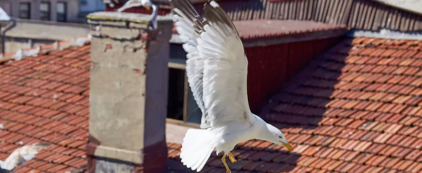 Residential Chimney Animal Removal Solution in Roanoke Rapids, NC