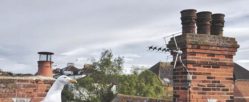 Chimney Cleaning And Restoration in Roanoke Rapids, North Carolina